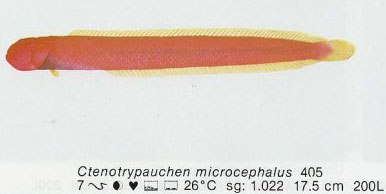 Ctenotrypauchen microcephalus